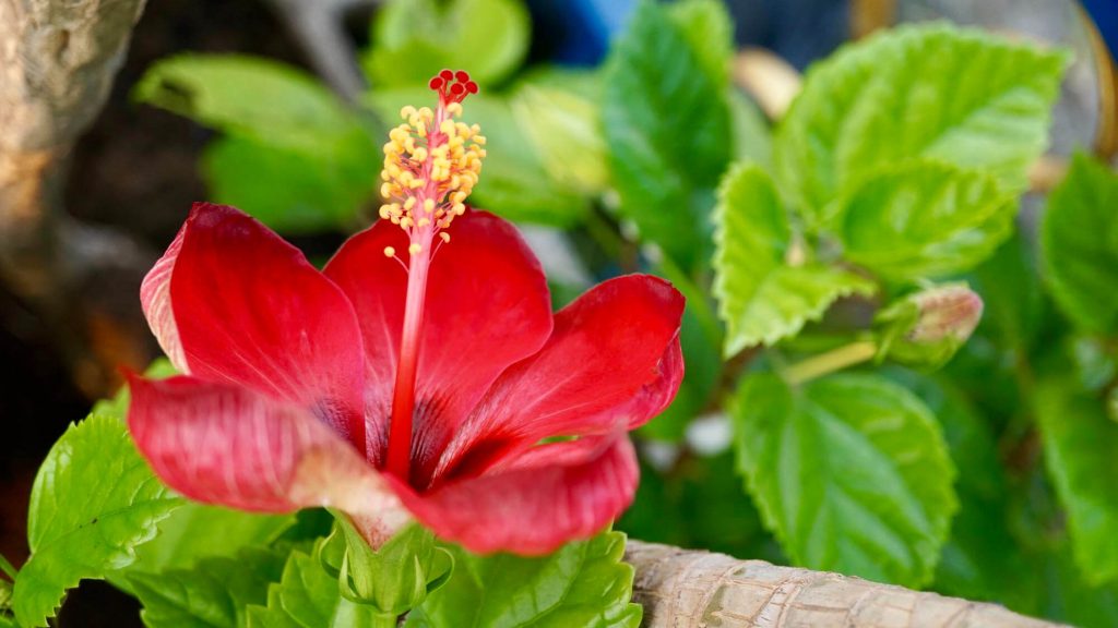 mocsári hibiszkusz gondozása