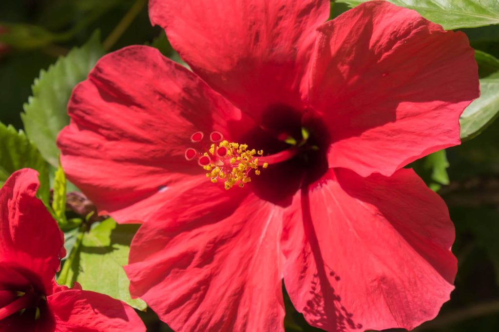mocsári hibiszkusz mag