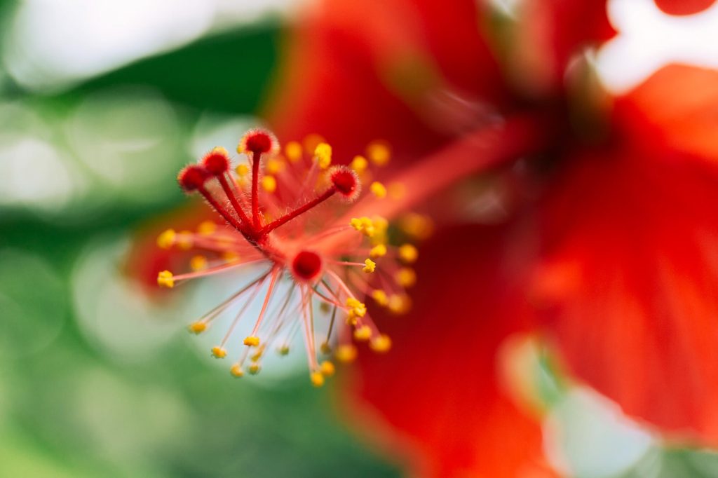 mocsári hibiszkusz metszése