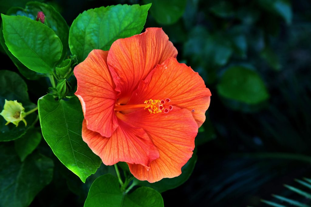 mocsári hibiszkusz szaporítása