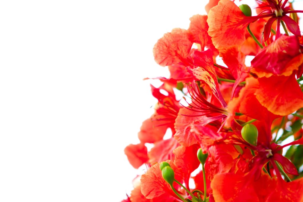 mocsári hibiszkusz szaporítása magról