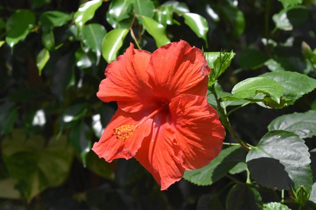 mocsári hibiszkusz ültetése, teleltetése