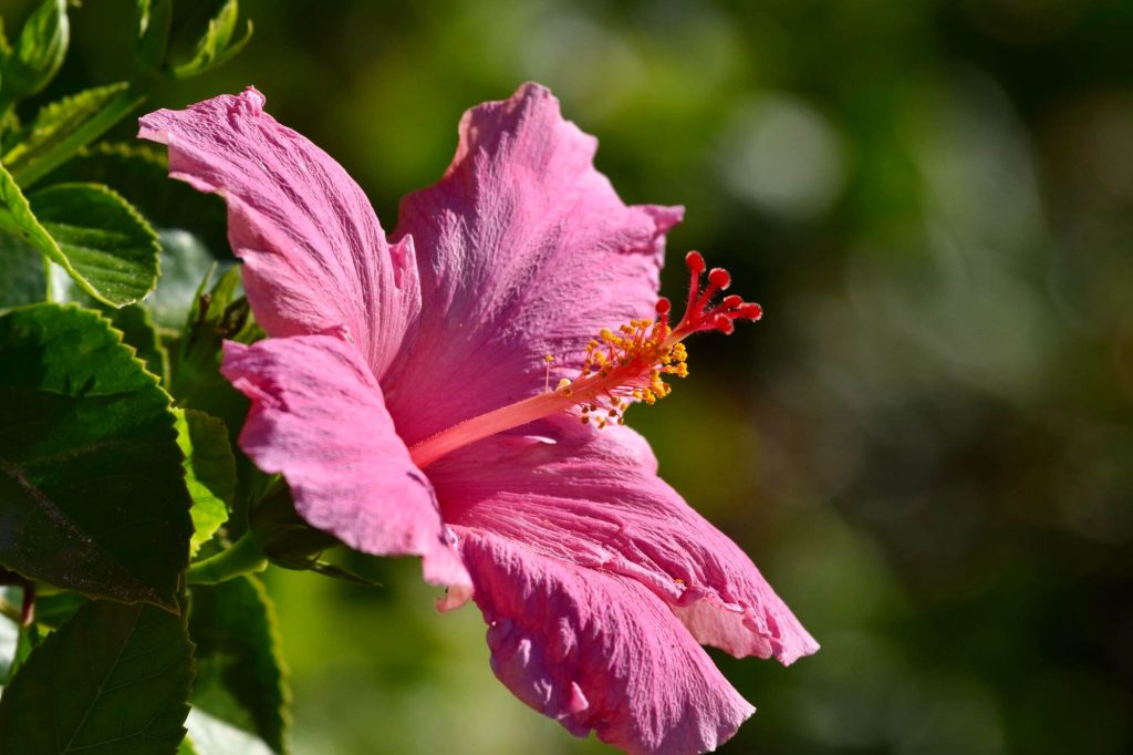 óriás hibiszkusz