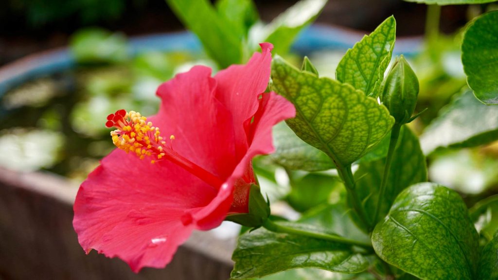 sárga mocsári hibiszkusz