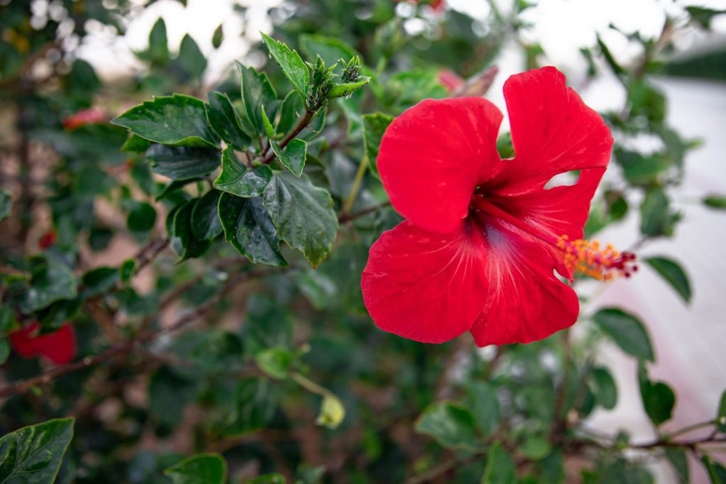 télálló mocsári hibiszkusz szaporítása