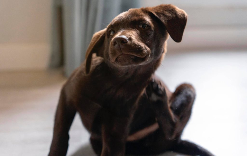 A kutyák allergiás tünetei sokféleképpen megjelenhetnek, és gyakran nehéz azonnal felismerni.