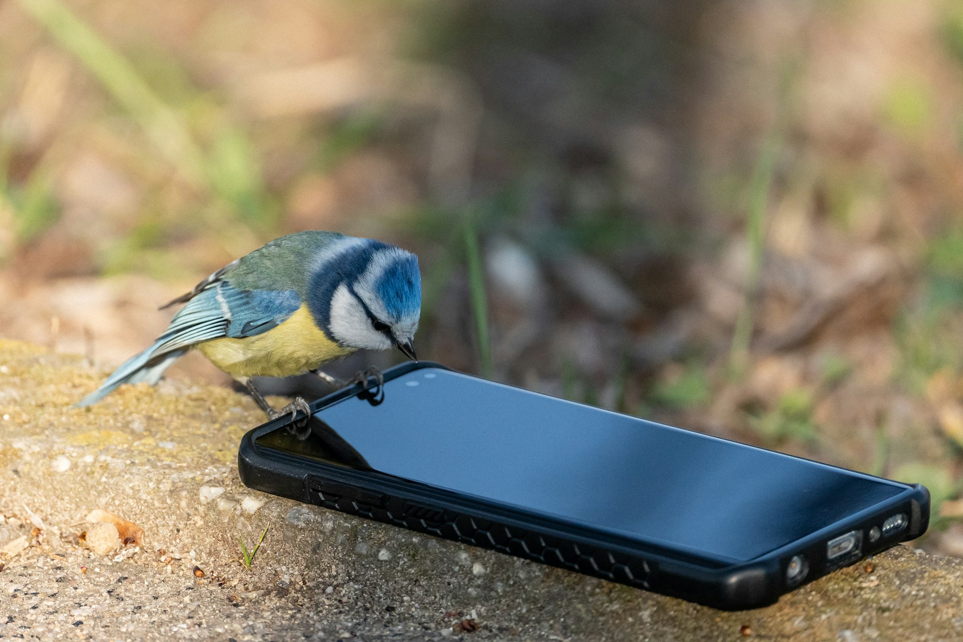madár telefon