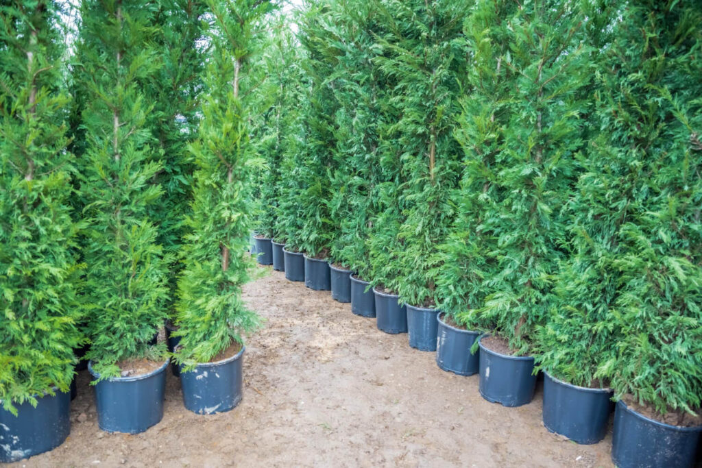 A leylandi ciprus az egyik leggyorsabban növekvő örökzöld.