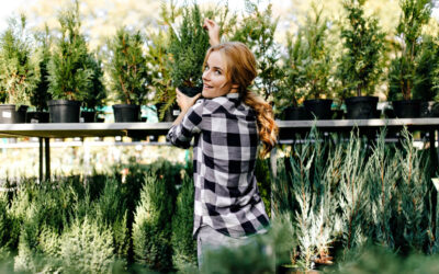 Három örökzöld, ami formát és karaktert ad a kertnek